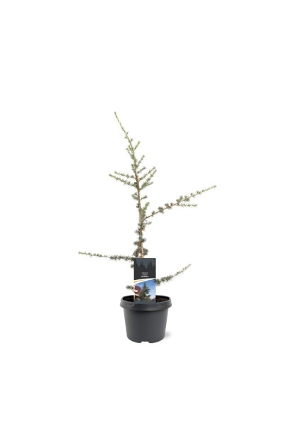 Кедр ліванський Глаука в горщику